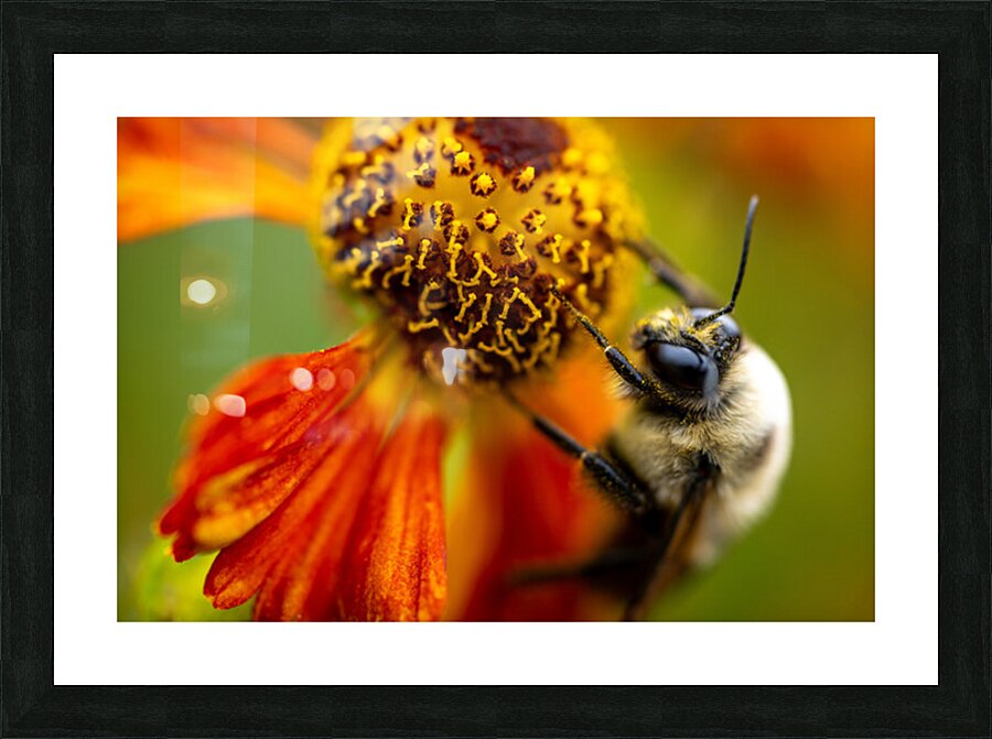 Buzzed On The Job Picture Frame print