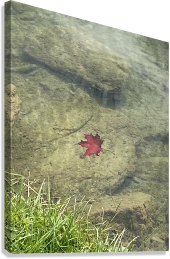 Autumn leaf Canvas Print