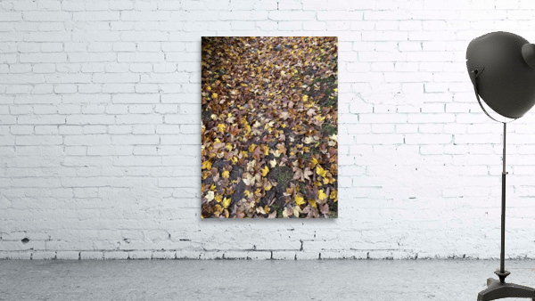 Fall 1 Wall Preview