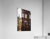 Phasmid Acrylic Print