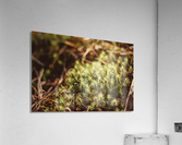 Prickly Acrylic Print