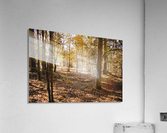 Into the woods Acrylic Print