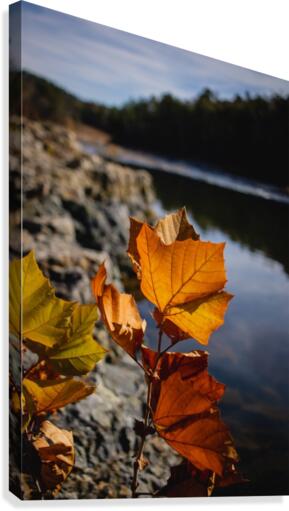 Autumn Leaves Canvas Print
