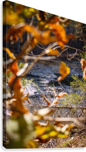 Through the trees Canvas Print