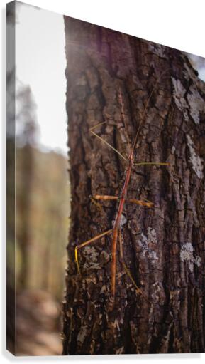 Phasmid Canvas Print