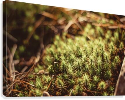 Prickly Canvas Print