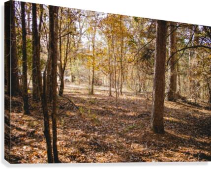 Into the woods Canvas Print