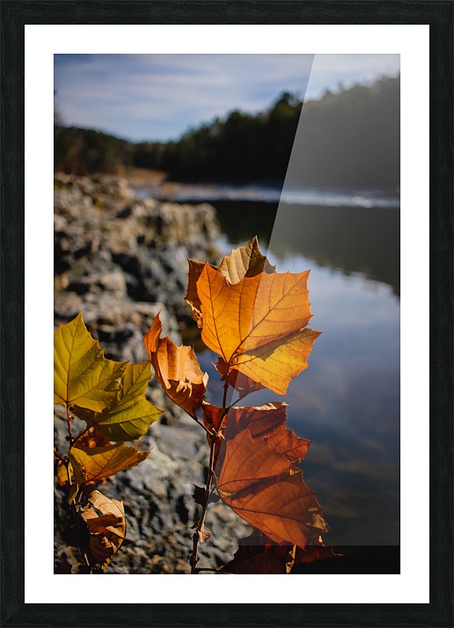 Autumn Leaves Picture Frame print
