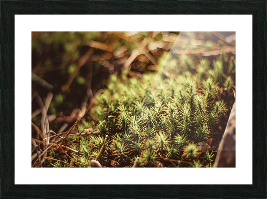 Prickly Picture Frame print