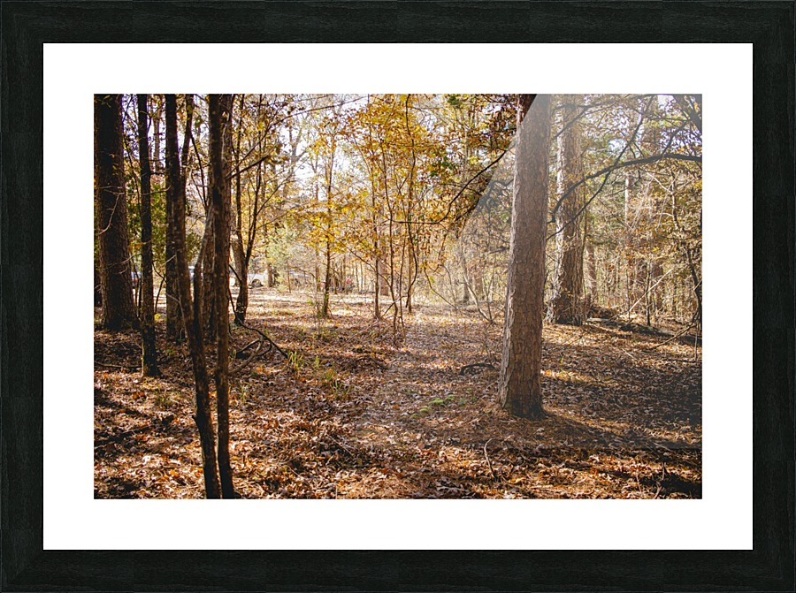 Into the woods Picture Frame print