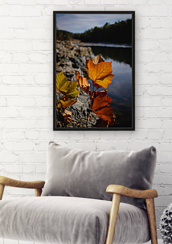 Autumn Leaves by CZB Photography