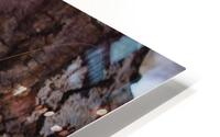 Phasmid HD Metal print