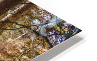 Into the woods HD Metal print