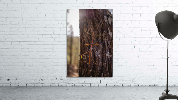 Phasmid Wall Preview