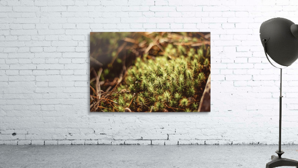 Prickly Wall Preview