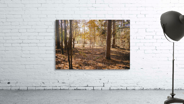 Into the woods Wall Preview