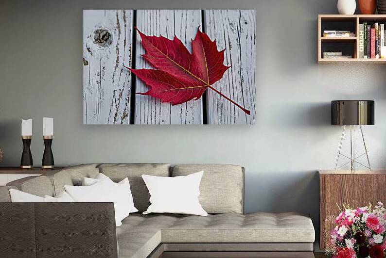A stunning close up image of a red autumn leaf 1. by Raluca Ciobanu