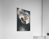 Macro bees 1 Acrylic Print