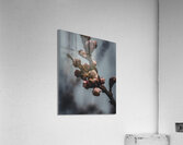 Macro bees 4 Acrylic Print