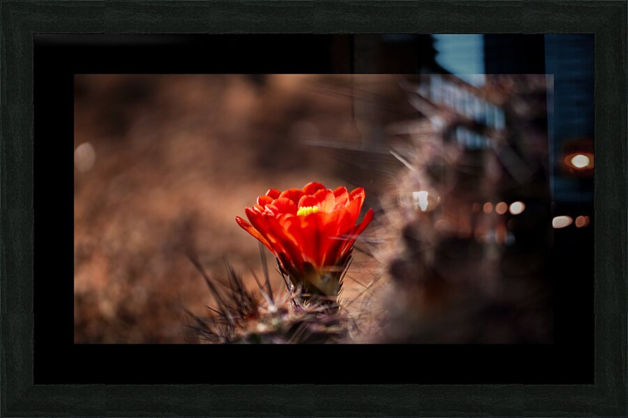 Cactus Blossom  Picture Frame print