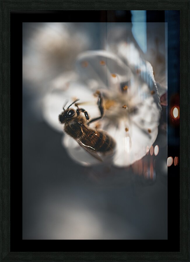Macro bees 1 Picture Frame print