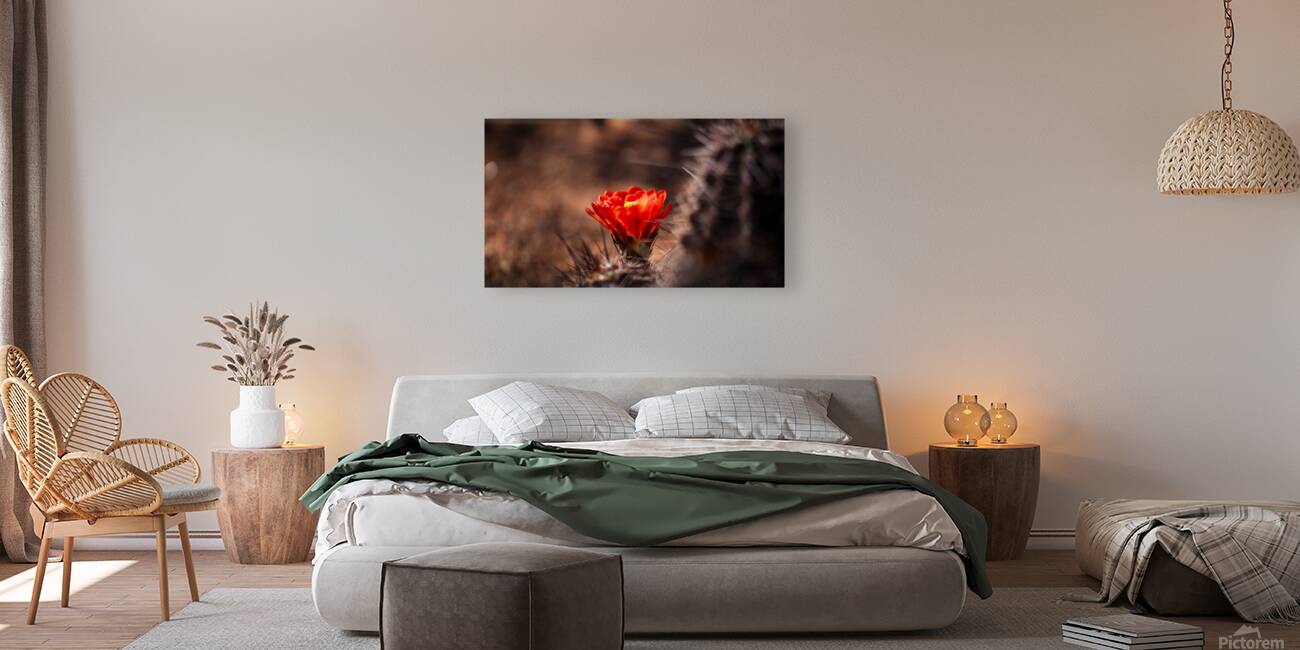 Cactus Blossom  Reproduction