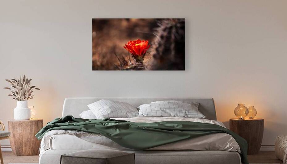Cactus Blossom  by Eco Snaps