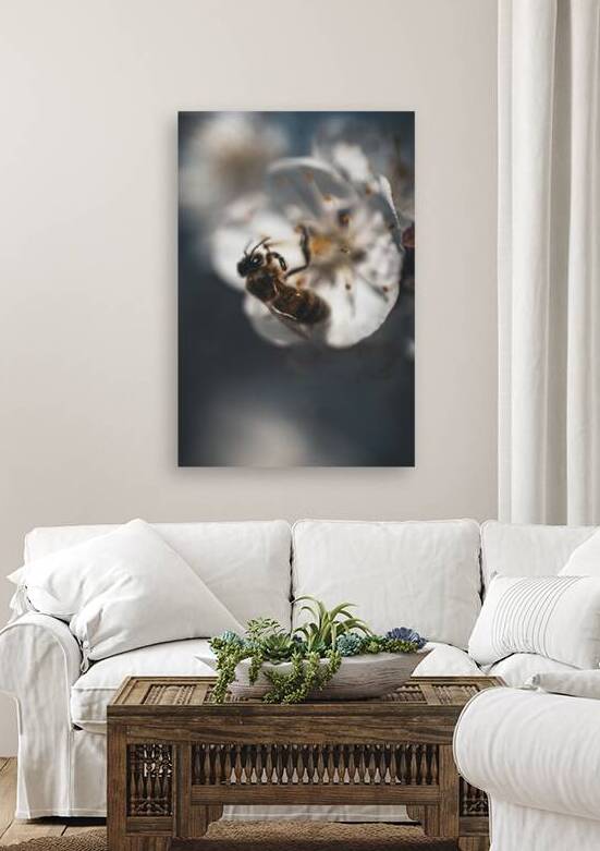 Macro bees 1 by Eco Snaps