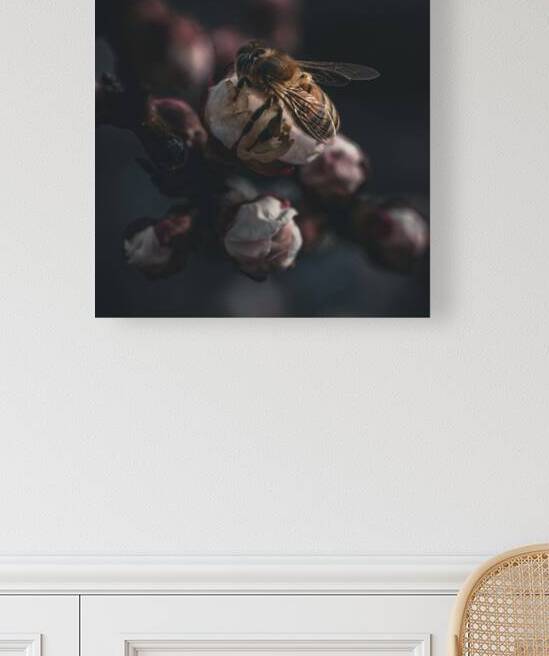 Macro bees 2 by Eco Snaps