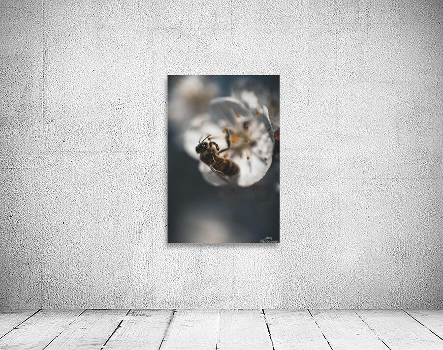 Macro bees 1 Wall Preview