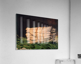 Asperagus Acrylic Print