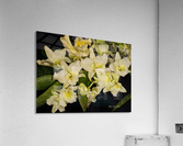 IMG_0138_e_WS Acrylic Print