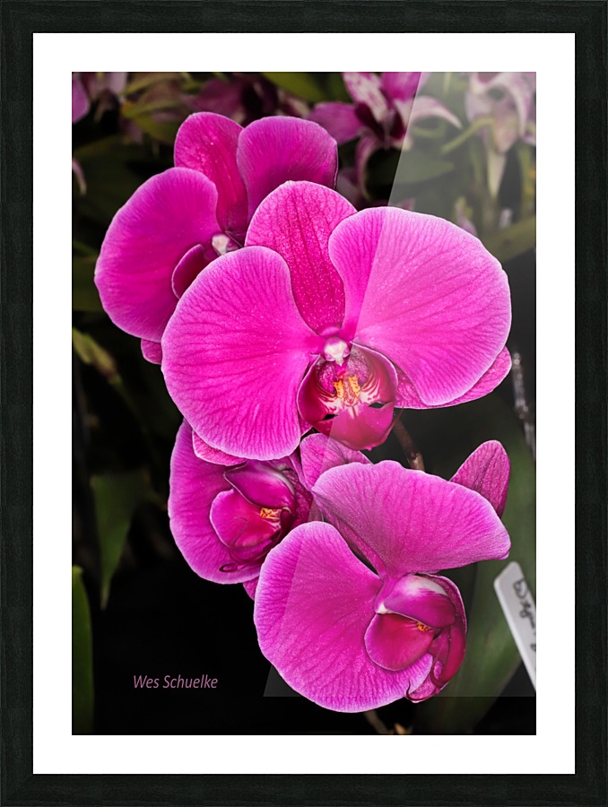 IMG_0146_e_WS Picture Frame print