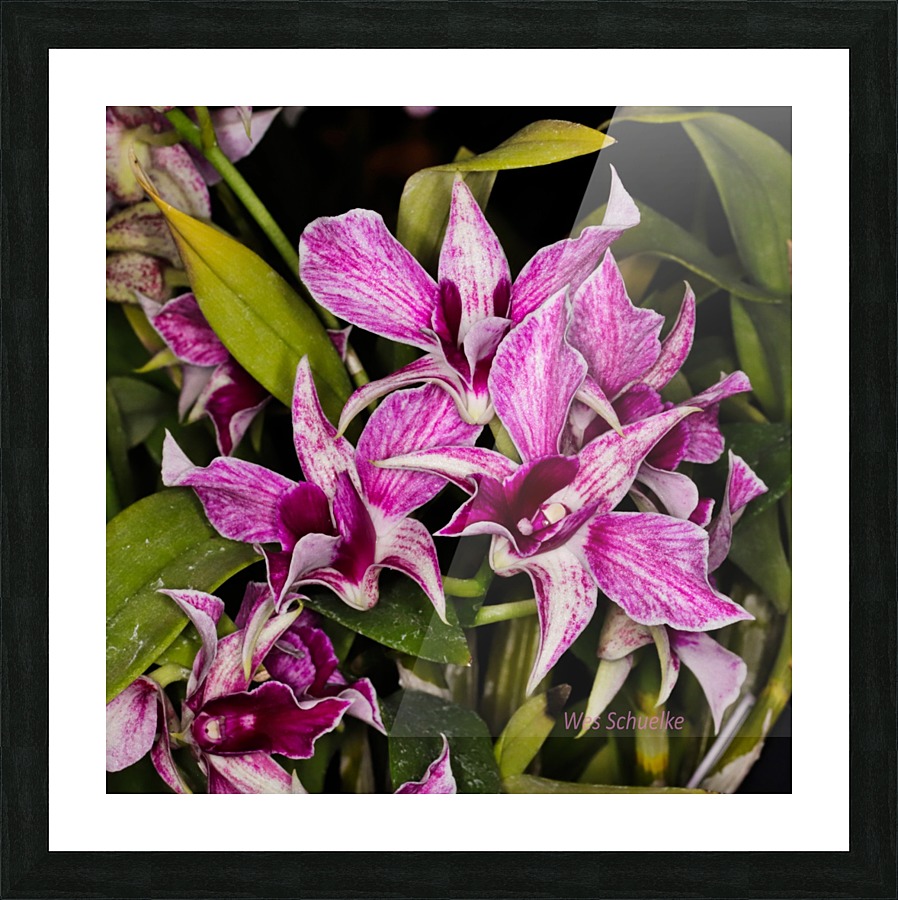 IMG_0147_e_WS Picture Frame print