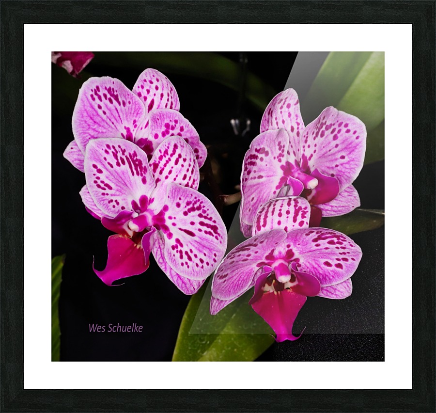 IMG_0148_e_WS Picture Frame print