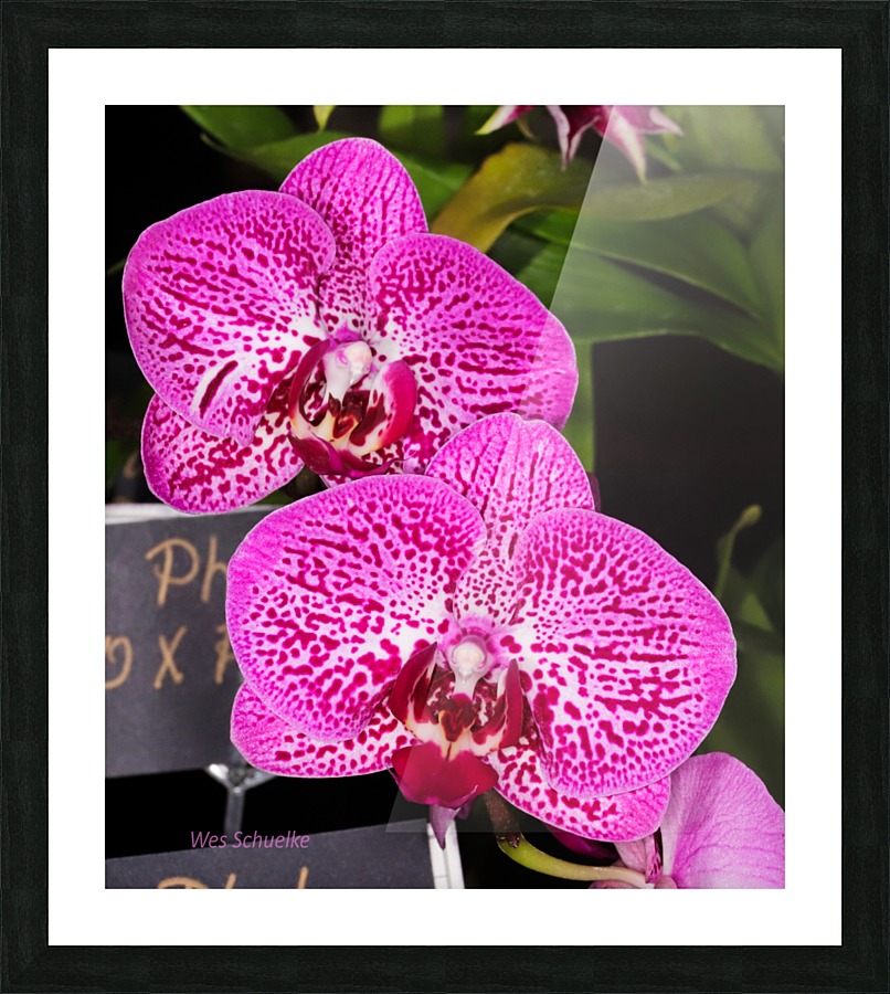 IMG_0149_e_WS Picture Frame print