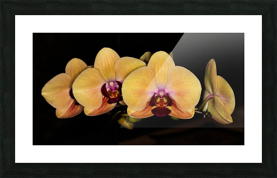IMG_0290_A Picture Frame print