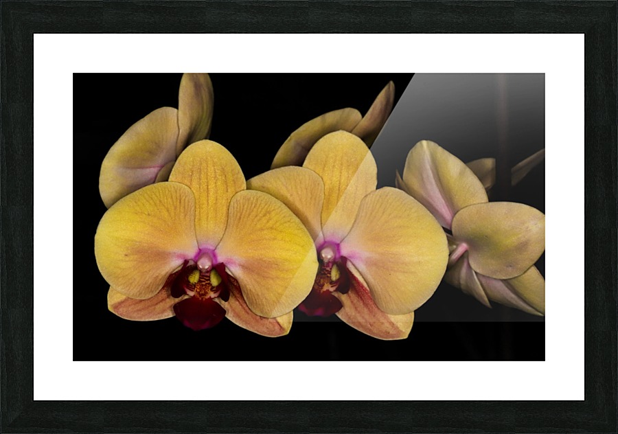 IMG_0292_A Picture Frame print