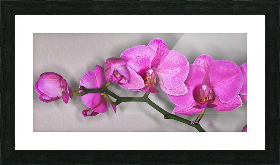 IMG_0281_e_WS Picture Frame print