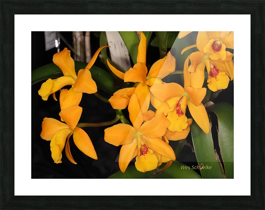 IMG_0151_e_WS Picture Frame print