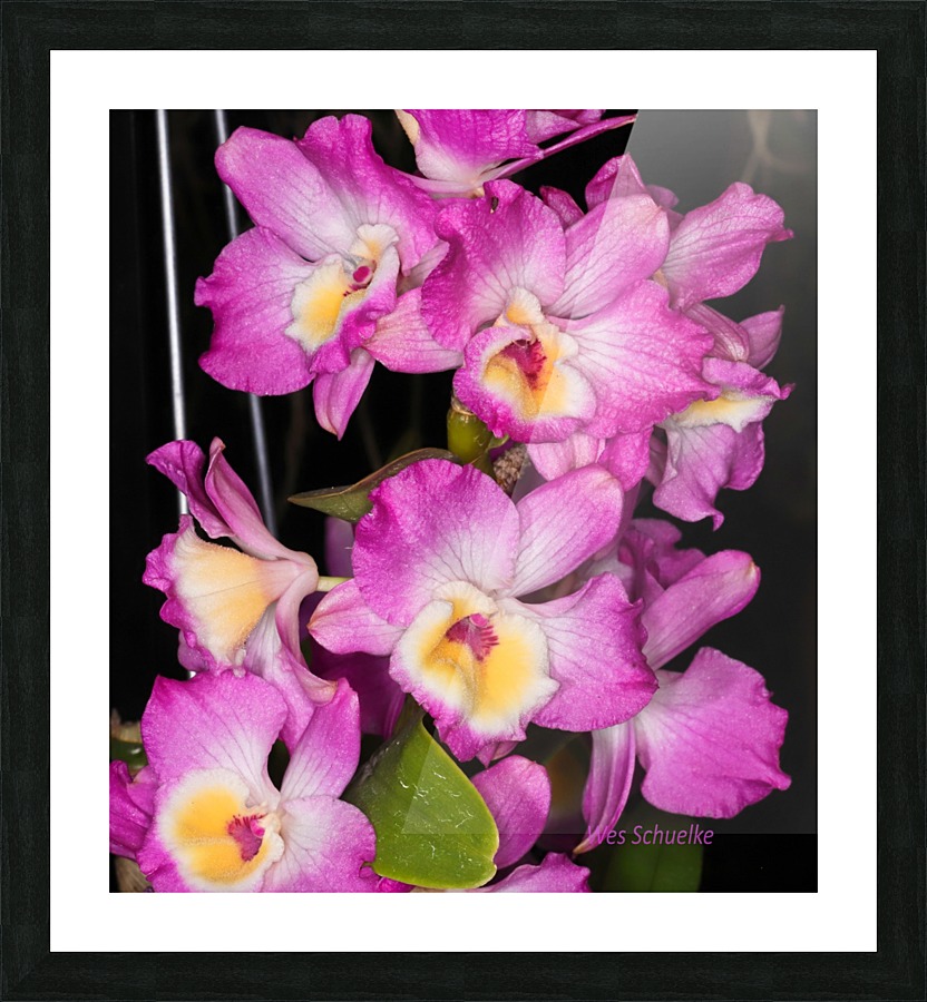 IMG_0152_e_WS Picture Frame print