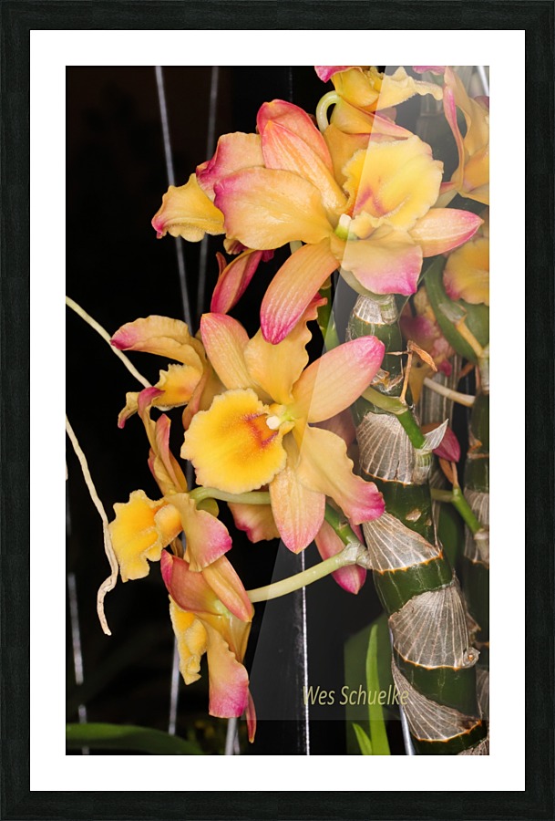 IMG_0154_e_WS Picture Frame print