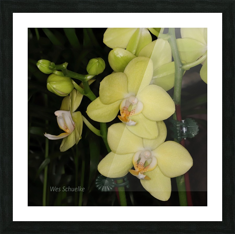 IMG_0155_e_WS Picture Frame print