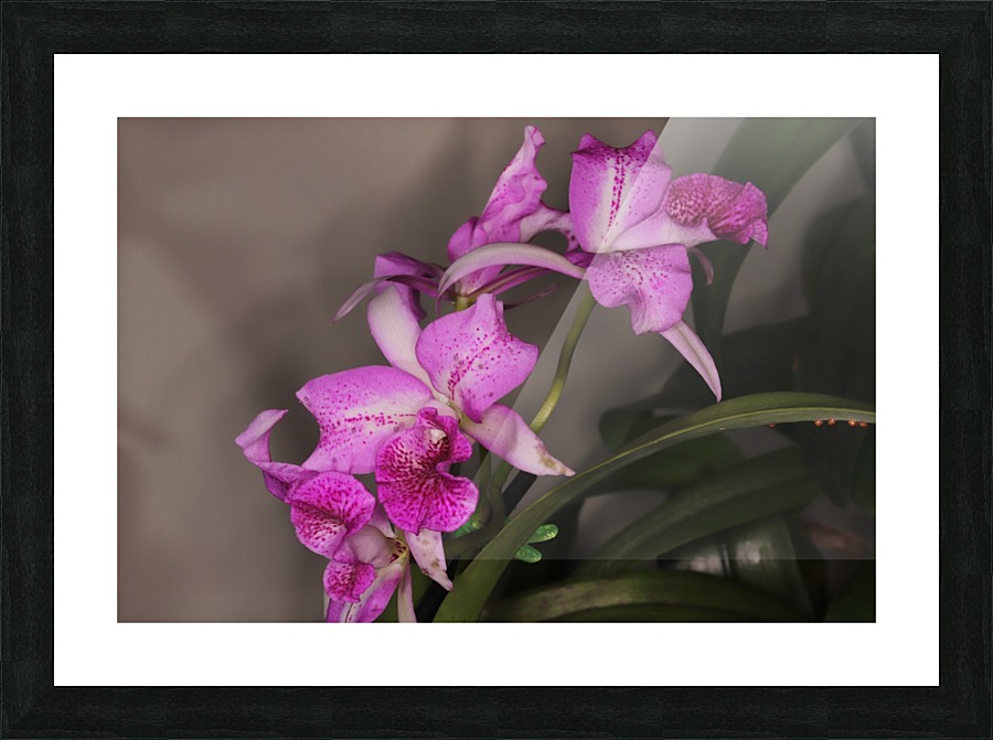 IMG_0470_0 Picture Frame print