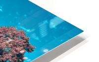 IMG_3235_3IR HD Metal print