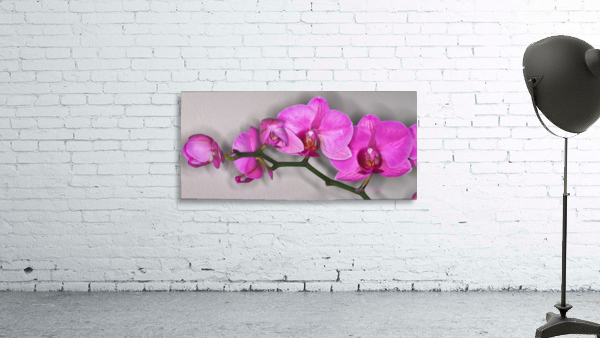 IMG_0281_e_WS Wall Preview