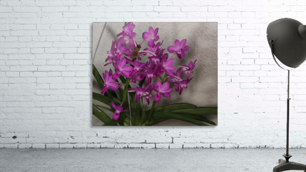 IMG_0469_2c  Vanda Wall Preview