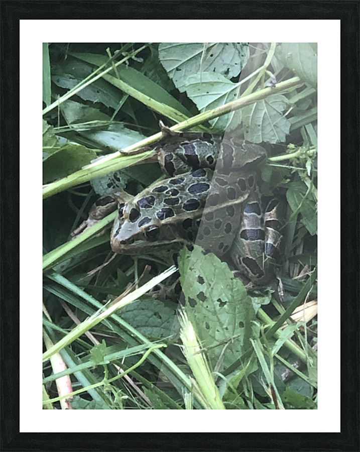 frog Picture Frame print