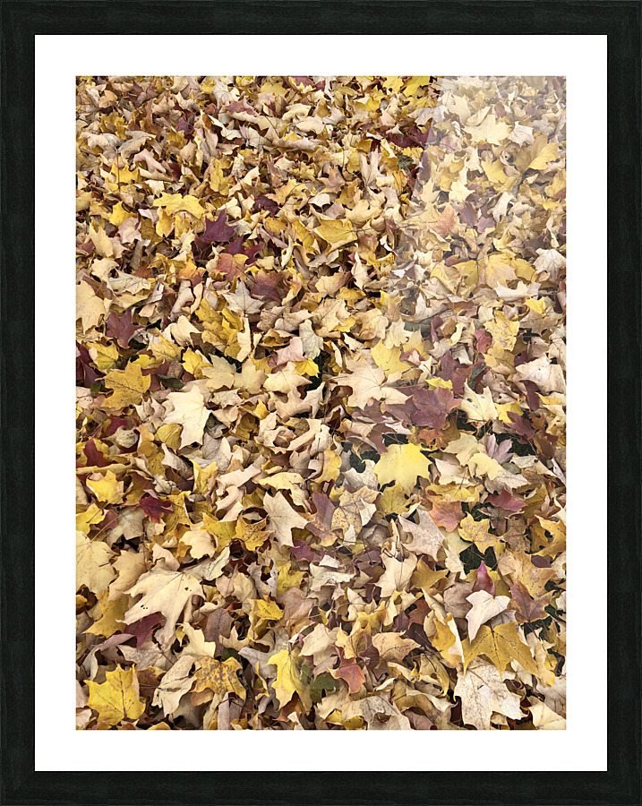 fall leaves  Picture Frame print