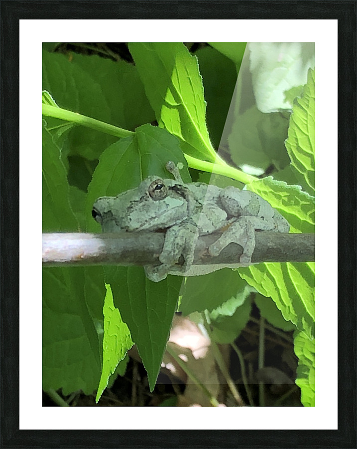 tree frog Picture Frame print